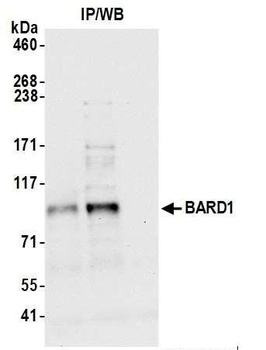 Rabbit anti-BARD1 Antibody