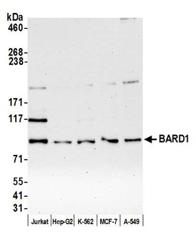 Rabbit anti-BARD1 Antibody