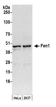 Rabbit Fen1 Antibody