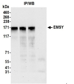 EMSY Antibody