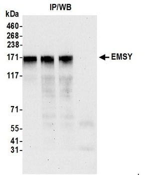 Rabbit anti-EMSY Antibody