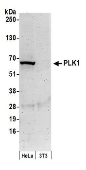 Rabbit PLK1 Antibody