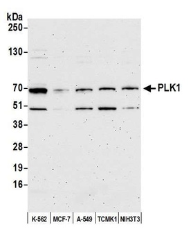 Rabbit PLK1 Antibody