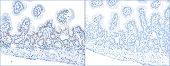 Rabbit anti-Phospho RPA32 (S4/S8) Antibody