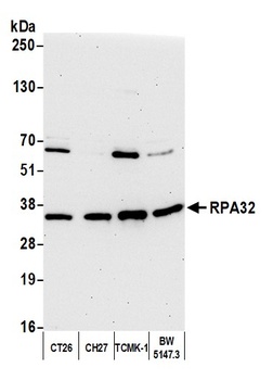 RPA32 Antibody