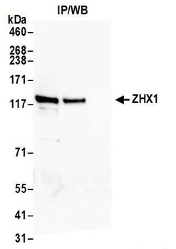 ZHX1 Antibody