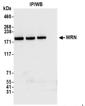 Rabbit anti-WRN Antibody