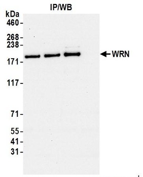 Rabbit anti-WRN Antibody