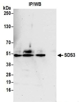 Goat anti-SDS3 Antibody