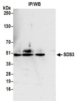 SDS3 Antibody