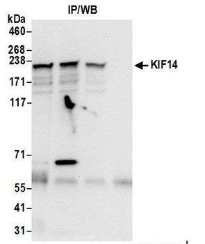 Rabbit anti-KIF14 Antibody