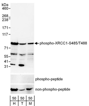 Rabbit anti-Phospho XRCC1 (S485/T488) Antibody