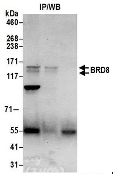 BRD8 Antibody