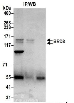Rabbit anti-BRD8 Antibody