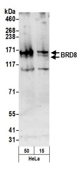 Rabbit anti-BRD8 Antibody