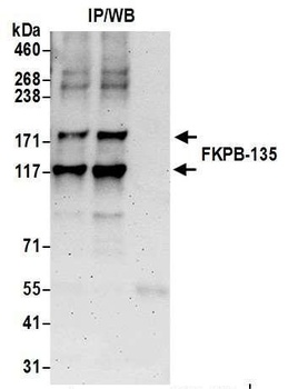 FKBP-135 Antibody