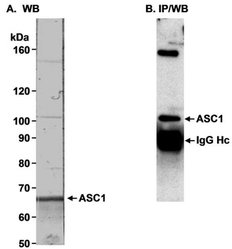 Rabbit anti-TRIP4/ASC-1 Antibody