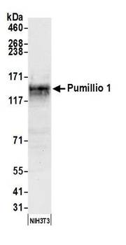 Goat Pumilio 1 Antibody