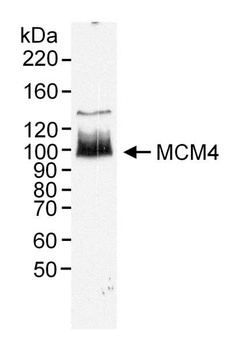 Rabbit MCM4 Antibody