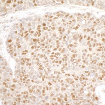 Rabbit anti-MCM3 Antibody