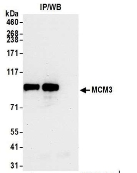 Rabbit anti-MCM3 Antibody