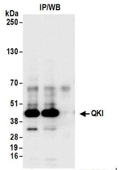 Rabbit anti-QKI Antibody