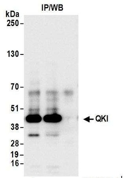 QKI Antibody