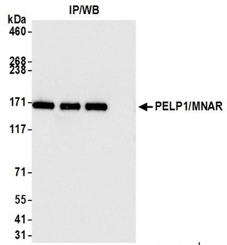 PELP1/MNAR Antibody