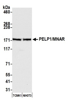 PELP1/MNAR Antibody