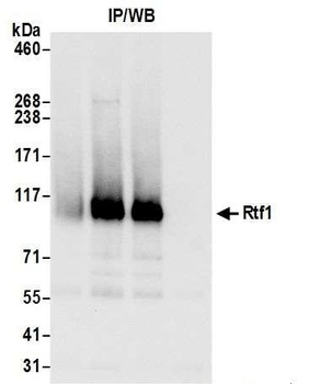 Rabbit anti-Rtf1 Antibody