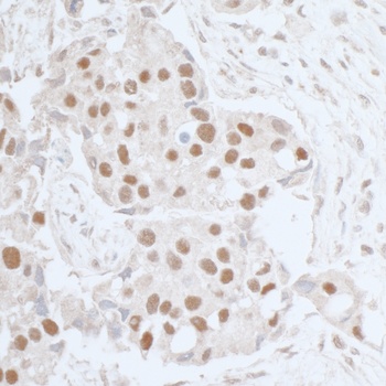 Rabbit anti-Leo1 Antibody