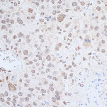 Rabbit anti-Leo1 Antibody