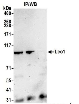 Rabbit anti-Leo1 Antibody