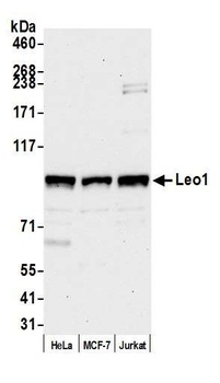 Rabbit anti-Leo1 Antibody