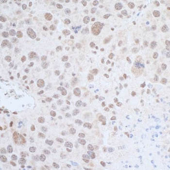 Leo1 Antibody