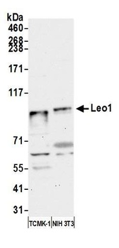 Leo1 Antibody