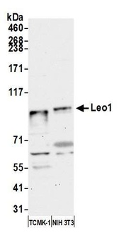Rabbit anti-Leo1 Antibody