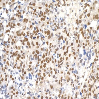 Rabbit Paf1 Antibody
