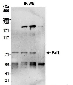 Paf1 Antibody