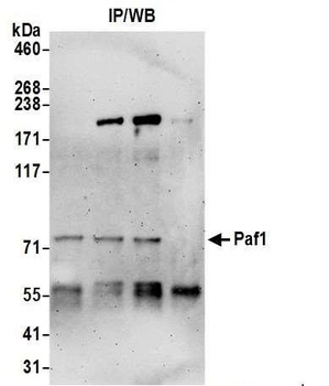 Rabbit Paf1 Antibody