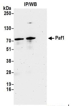 Rabbit Paf1 Antibody