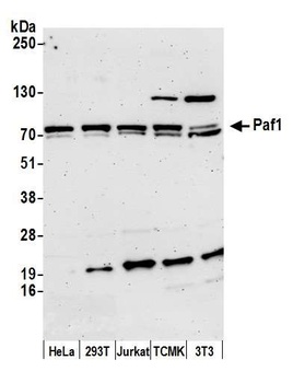 Rabbit Paf1 Antibody