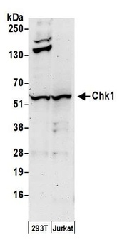 Chk1 Antibody