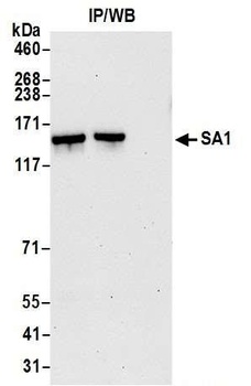 SA1 Antibody