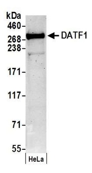 Rabbit DATF1 Antibody