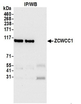 Rabbit anti-ZCWCC1 Antibody