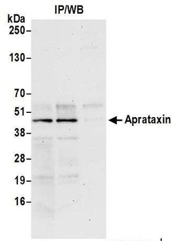 Rabbit Aprataxin Antibody