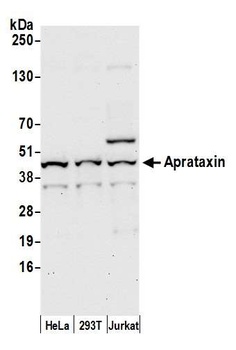 Rabbit Aprataxin Antibody