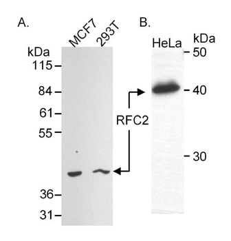 Goat anti-RFC2 Antibody