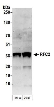 Goat anti-RFC2 Antibody